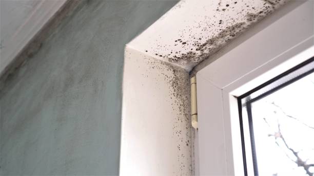 Best Commercial Mold Remediation in Brewer, ME