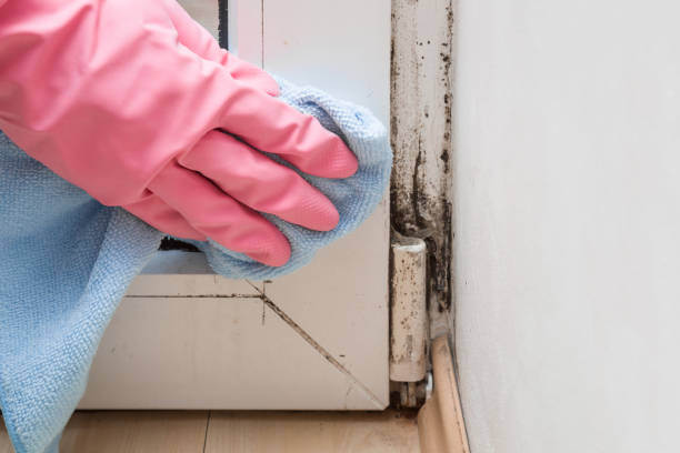 Best Bathroom Mold Remediation in Brewer, ME
